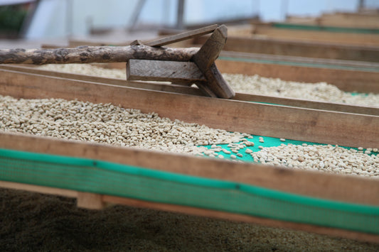 Qu'est-ce que le café de spécialité  : grains de café sèchent sur une plate-forme en bois, processus de préparation du café.