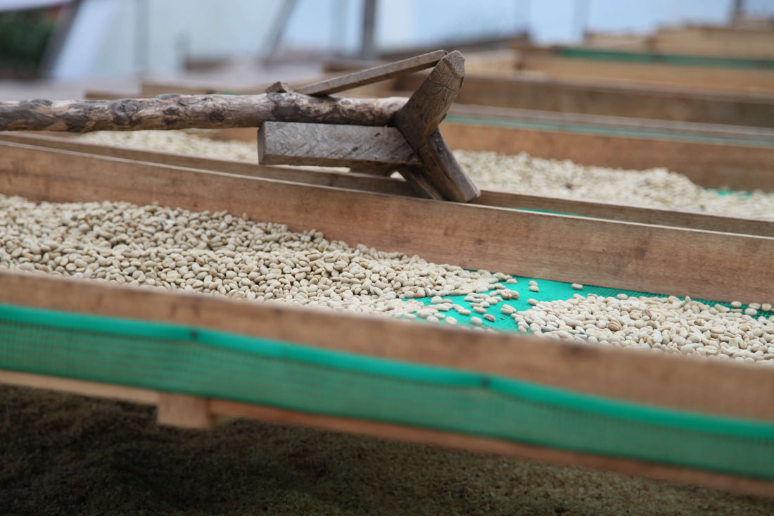 Qu'est-ce que le café de spécialité  : grains de café sèchent sur une plate-forme en bois, processus de préparation du café.