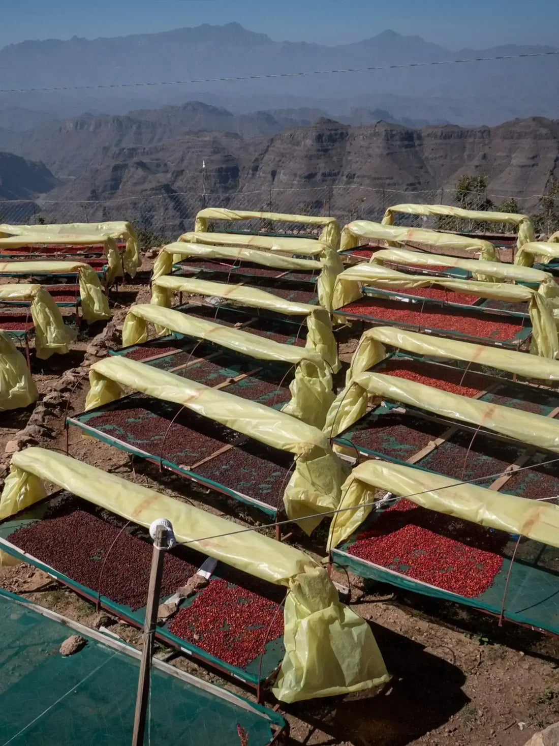 Le café est-il bon pour la santé ? Graines de café séchant au soleil dans un paysage montagneux.