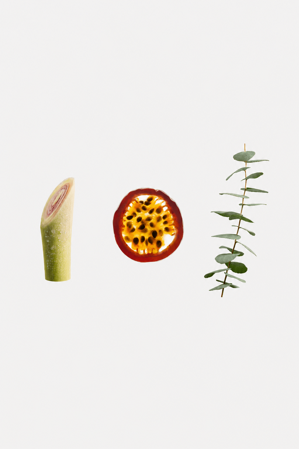 image de lamier, fruit de la passion et eucalyptus sur fond blanc,café Sudam Rume 