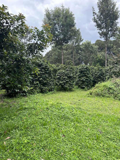 Caféiers dans une plantation de café durable en pleine nature