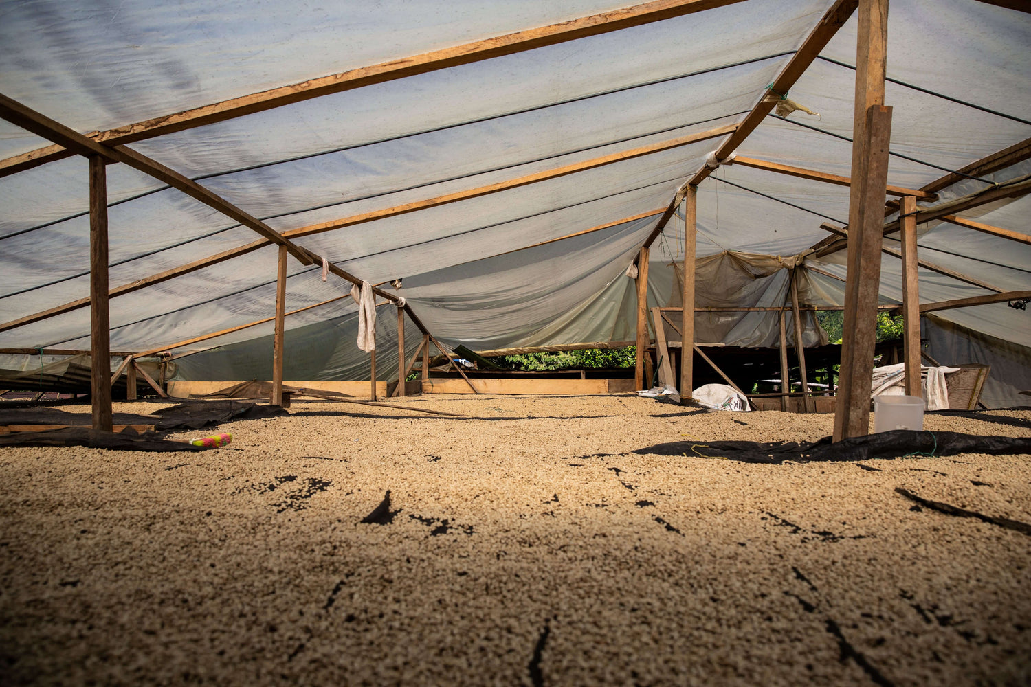 Sechage de café sous une serre