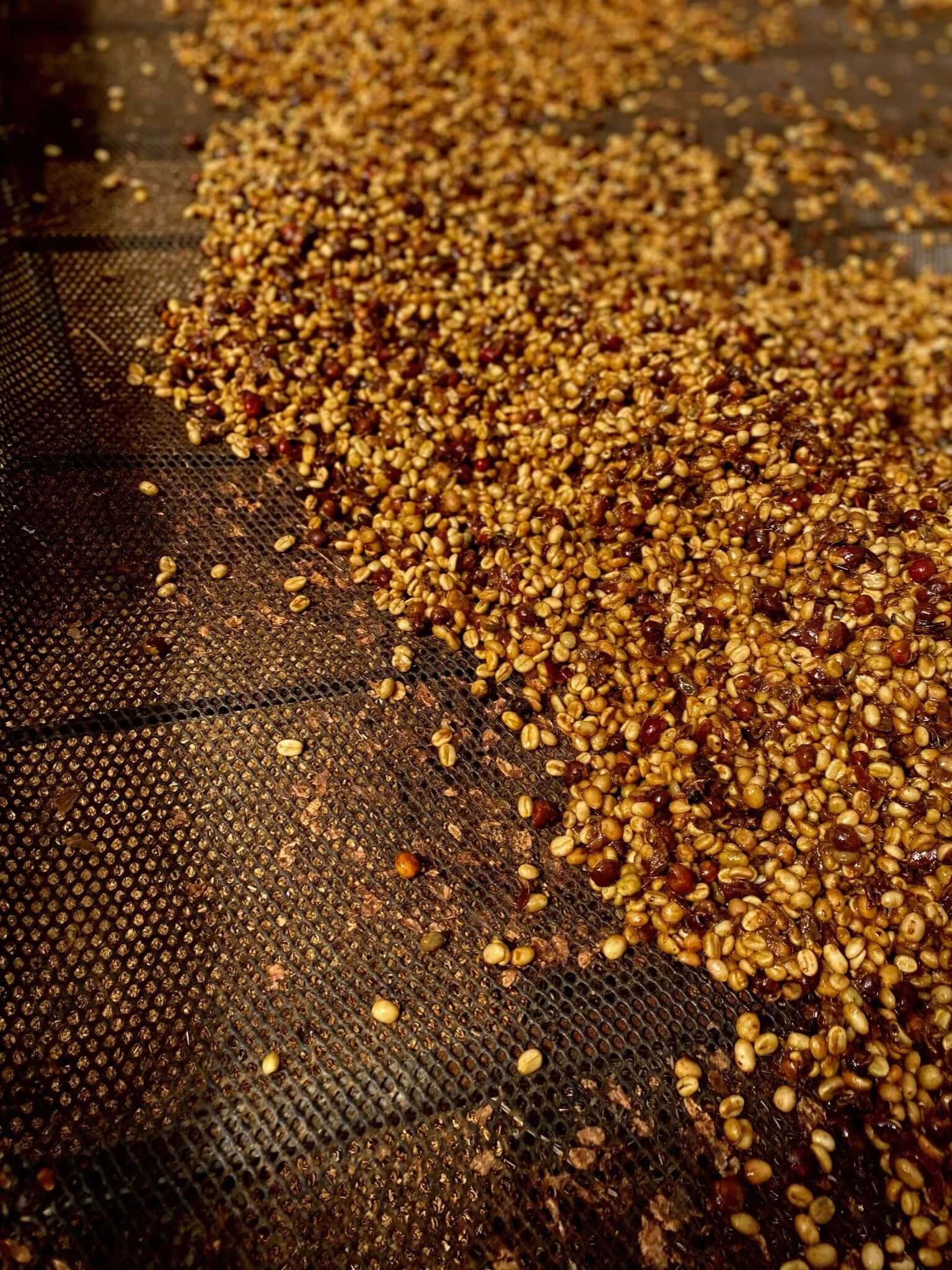Grains de café Gold Catuai, variété "Honey", de Momus, séchant sur un lit.
