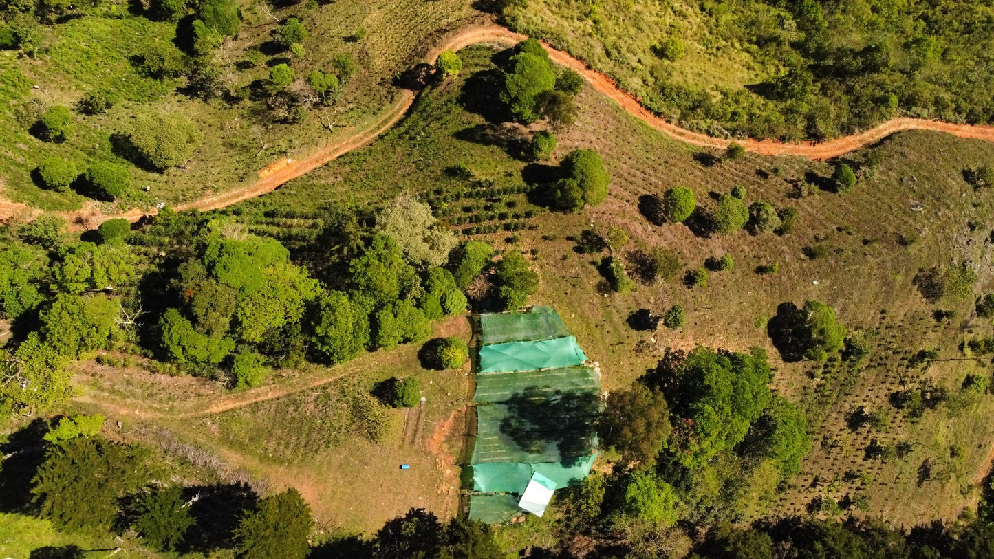 Vue aérienne d'une plantation de café Gold Catuaí, mettant en valeur la nature environnante et les cultures.