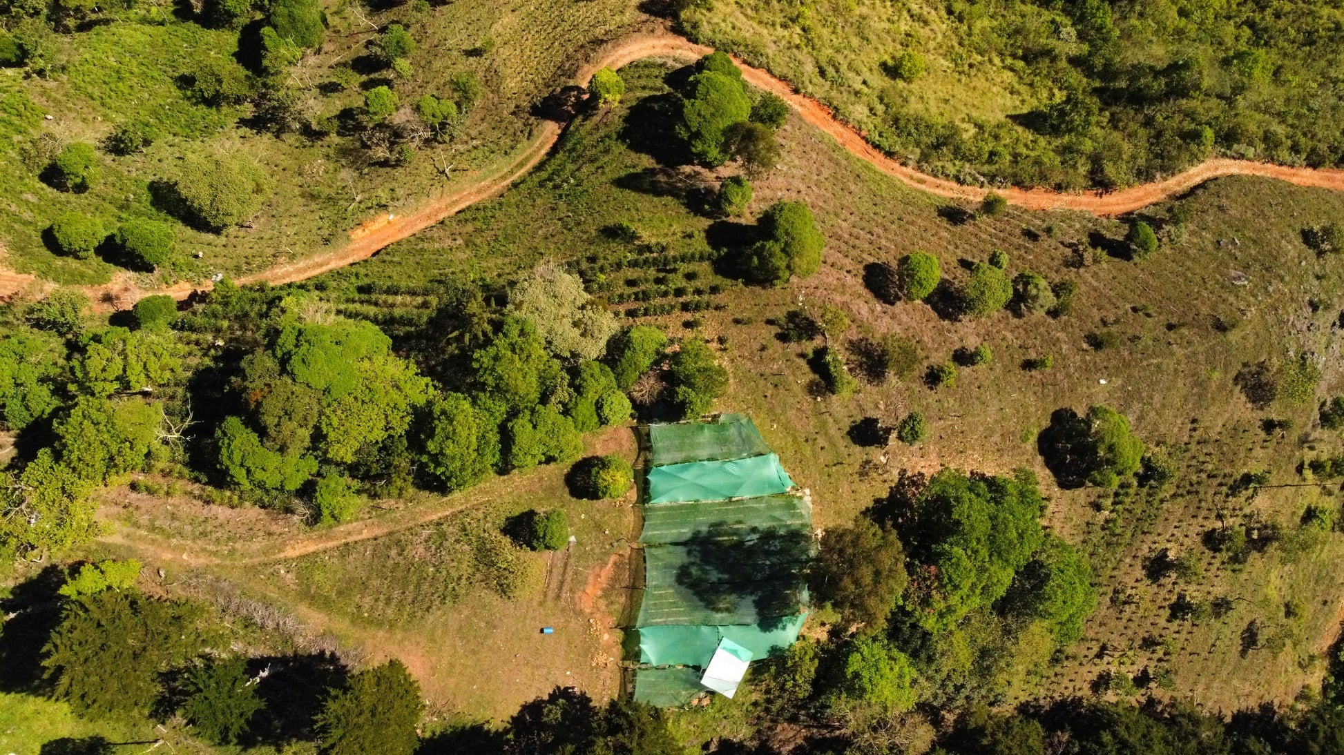 Vue aérienne d'une plantation de café Gold Catuaí, mettant en valeur la nature environnante et les cultures.