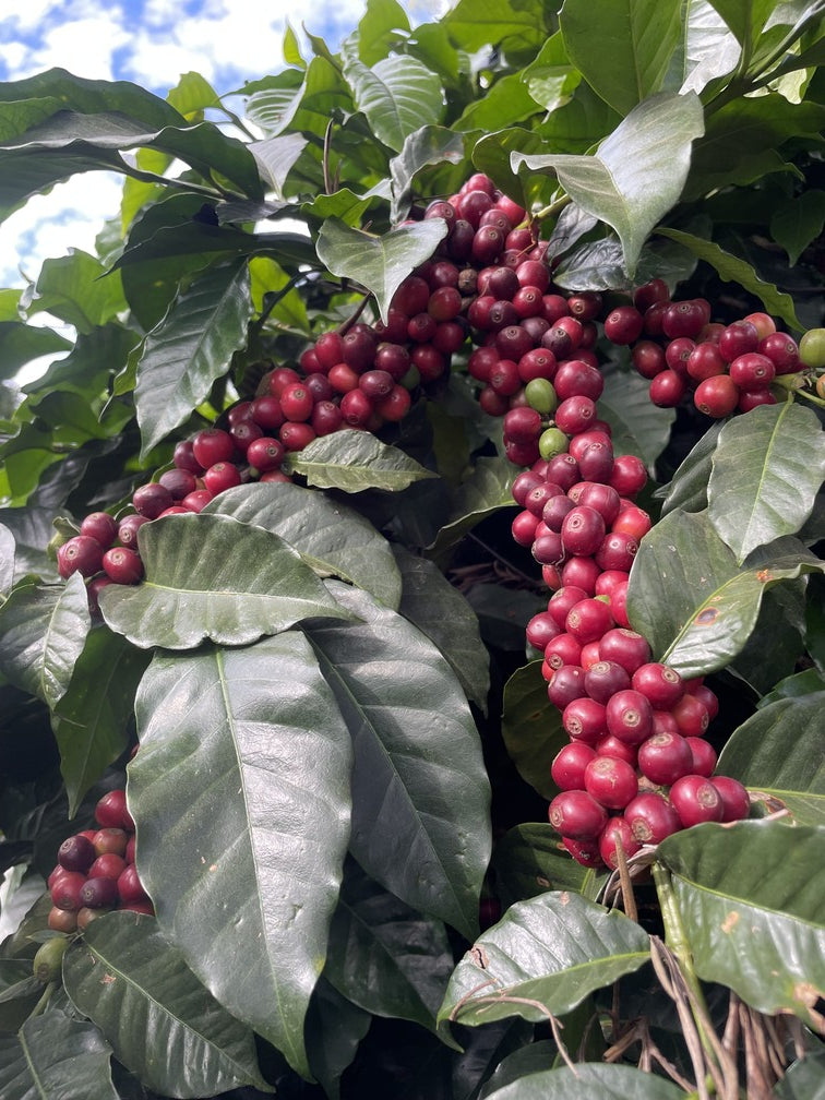 Grains de café à maturité sur un caféier arabica dans une plantation de montagne