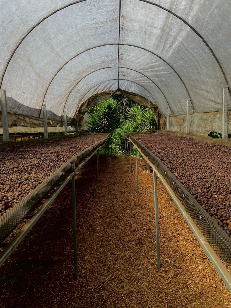 Dépôt de grains de café Gold Catuaí dans une serre, avec des bancs de séchage et une végétation luxuriante.