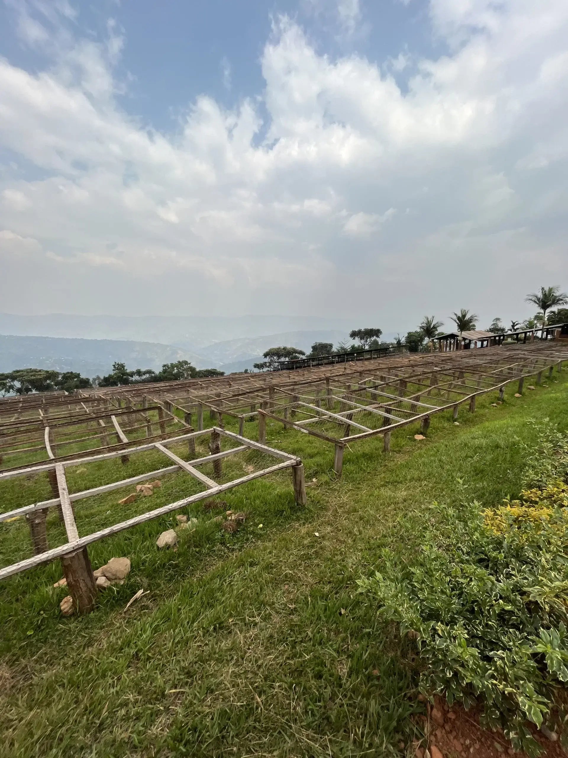 Vue panoramique sur des lits de séchage de café en bois et des structures de séchage sur l'herbe au Rwanda. Un paysage de collines s'étend sous un ciel nuageux en arrière-plan.