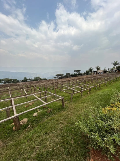 Vue panoramique sur des lits de séchage de café en bois et des structures de séchage sur l'herbe au Rwanda. Un paysage de collines s'étend sous un ciel nuageux en arrière-plan.