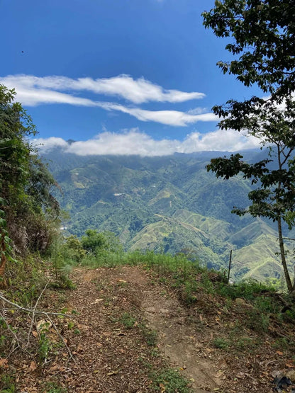 Vue sur les montagnes verdoyantes sous un ciel bleu depuis un sentier en bordure de forêt.