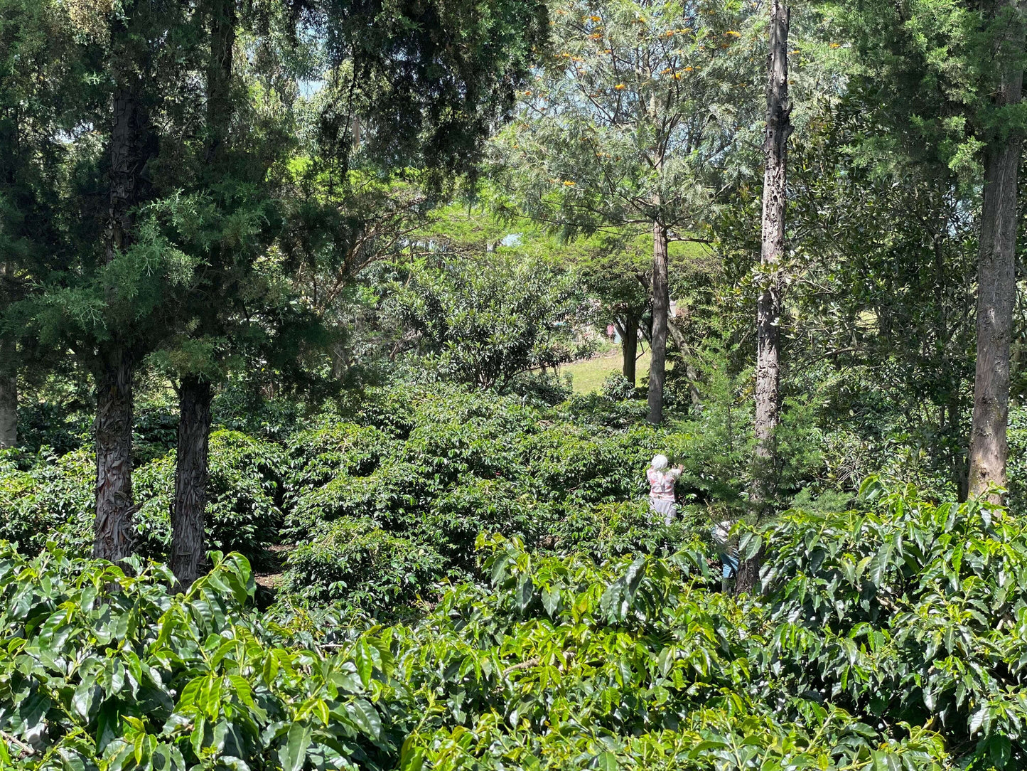 Bahati Blue, plantation de café, région de Nakuru, un travailleur parmi les plants de café.