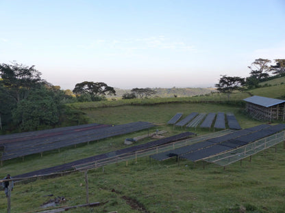 Café Heirloom : plantations éthiopiennes avec séchage naturel, montrant des structures de séchage sur un terrain verdoyant.