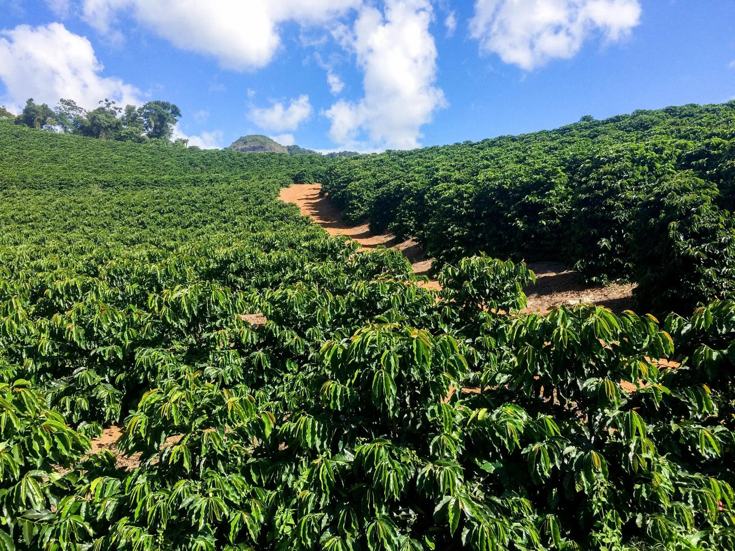 Plantation café Red Catuaí montagnes Caparaó Brésil Clayton Barrossa agriculture durable MOMUS