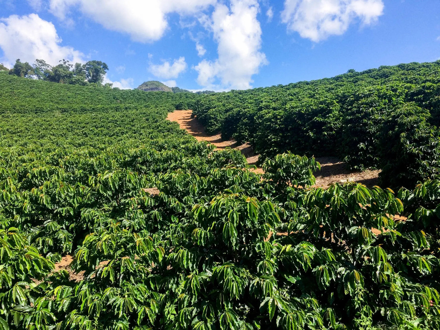 Plantation café Red Catuaí montagnes Caparaó Brésil Clayton Barrossa agriculture durable MOMUS