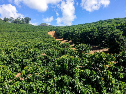 Plantation café Red Catuaí montagnes Caparaó Brésil Clayton Barrossa agriculture durable MOMUS