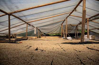 Terrasse de séchage café parchemin sous serre plantation origine Colombie café MOMUS
