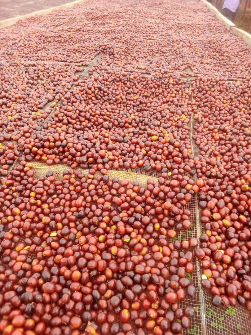 Terrasse de séchage café parchemin sous