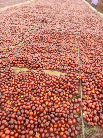 Terrasse de séchage café parchemin sous